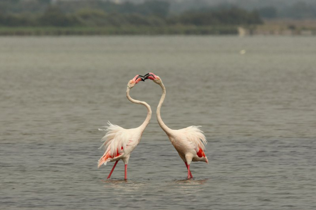 Flamants roses